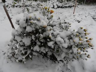 Dziś 27.10.2012 w Pilawie na Mazowszu spadł pierwszy śnieg. W zasadzie cały czas pada i trochę wieje. Ale wyglada to trochę bajkowo.