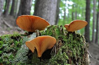 Krowiak aksamitny Paxillus atrotomentosus