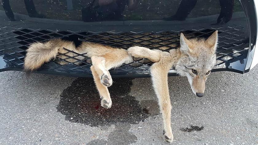 Kojot przejechał 35 kilometrów w zderzaku