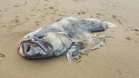 Tajemnicza ryba wyrzucona na australijską plażę