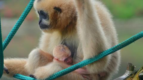 W zoo we Wrocławiu urodził się gibon