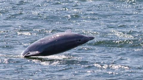 W pobliżu Helu pływają delfiny 