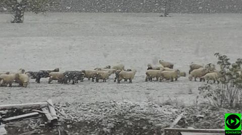 W Zakopanem zaczął padać śnieg