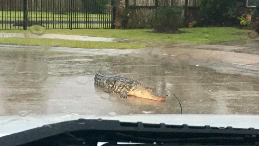 Aligator na drodze