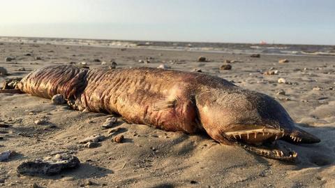 Tajemnicze stworzenie na plaży w Teksasie