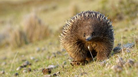 Kolczatka australijska może pomóc w ratowaniu gleby