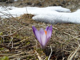 Pomimo, że w wyzszych partiach Tatr leży jeszcze sporo śniegu tegoroczna wczesna wiosna zawitała również tutaj. Na nasłonecznionej Polanie Kalatówki pojawiły się juz pierwsze krokusy.