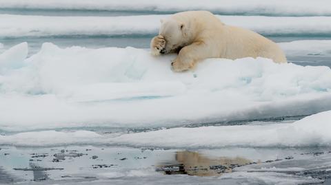 Wybrane finałowe zdjęcia konkursu Comedy Wildlife Photo Awards 2020