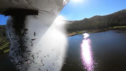 Zarybianie jezior z samolotu w amerykańskim stanie Utah