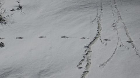 Indyjskie wojsko twierdzi, że znalazło ślady Yeti