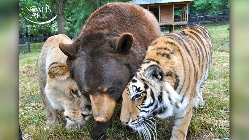 Lew, tygrys i niedźwiedź przyjaźnią się od 15 lat