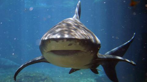 Rekin śmiertelnie poranił nurka, Australia (APTN)