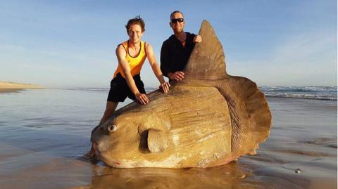 Gigantyczna ryba znaleziona w Australii