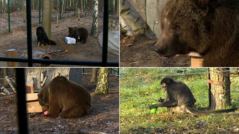 Święta w poznańskim zoo