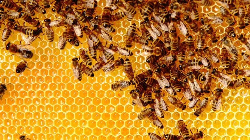 Zima wiosną źle wpłynęła na pszczoły Opolszczyzny