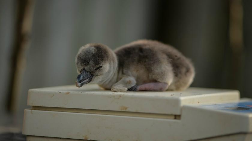 Młode pingwiny urodziły się w Chester Zoo