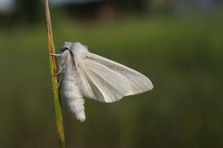 motyl nocny-szewnica miętówka
