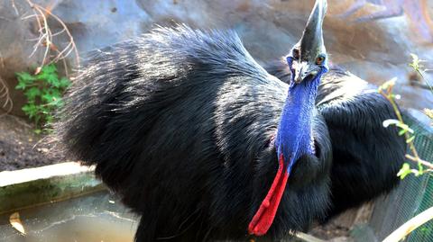 Kazuary w łódzkim zoo