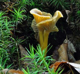 Pieprznik trąbkowy Cantharellus tubaeformis
