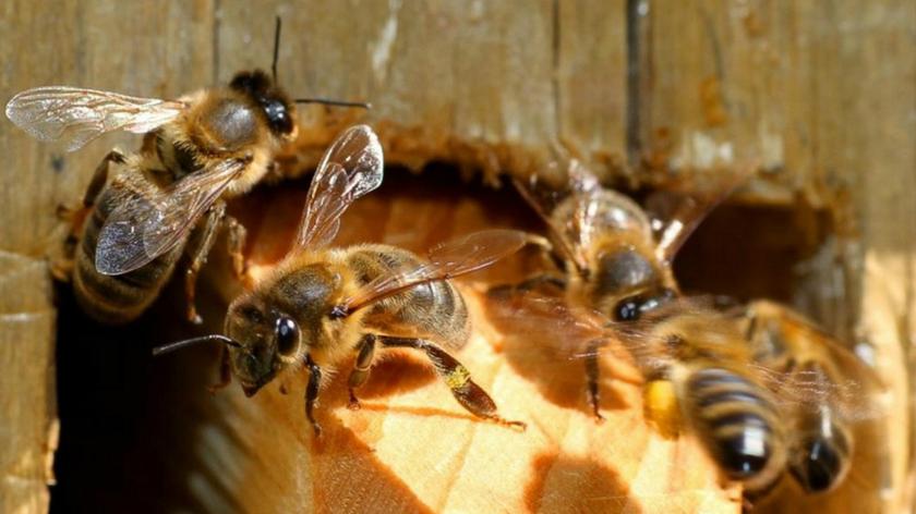 Projekt "Tradycyjne bartnictwo ratunkiem dzikich pszczół w lasach"
