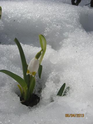 śnieżyca wiosenna - Rezerwat Śnieżycowy Jar Starczanowo