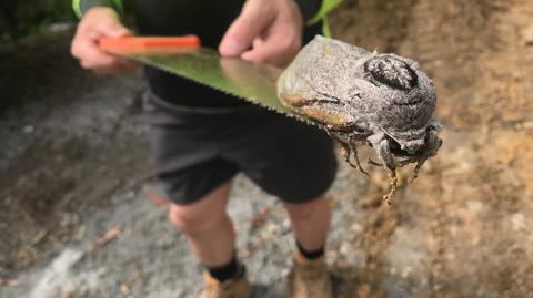  Gigantyczna ćma w stanie Queensland