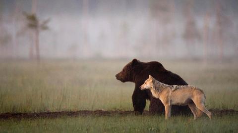 Niezwykła przyjaźń między wilkiem a niedźwiedziem