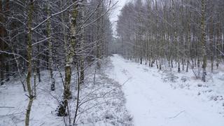 PIĘKNO ZIMY 
PUSZCZA BYDGOSKA
17.01.2012