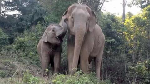 Słoniątko odzyskało matkę po latach rozłąki