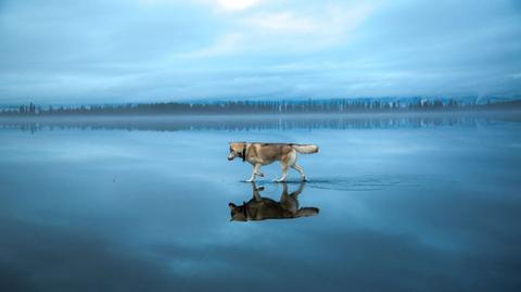 Syberyjski husky