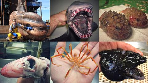 Niesamowite stworzenia na dnie oceanu