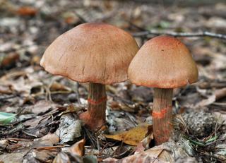 Zasłonak odsłonięty Cortinarius armillatus