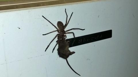 Gigantyczny pająk porwał mysz