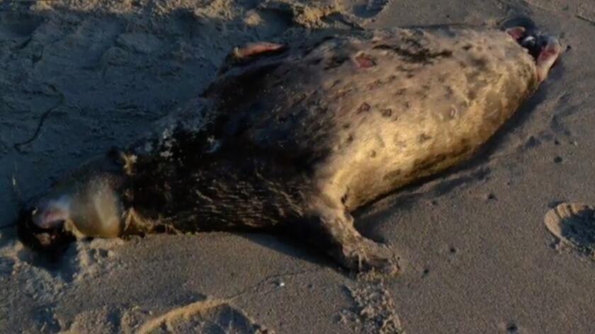 W czerwcu Bałtyk wyrzucał na brzeg martwe foki