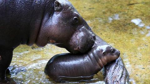 Pierwsza kąpiel hipopotamiątka w zoo w Melbourne