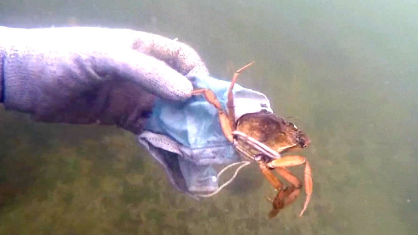 How to hook live crab 