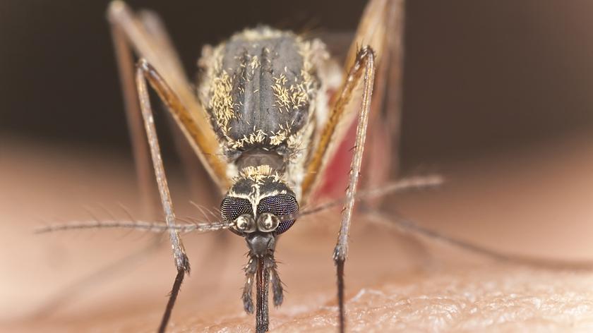 Zmora urlopowiczów: komary