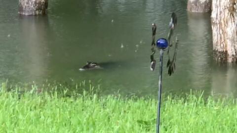 U mieszkanki Houston w ogrodzie pływał aligator