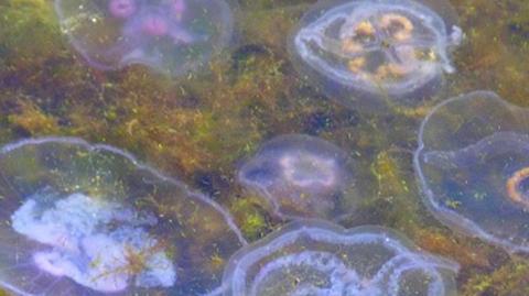Meduzy na sopockiej plaży