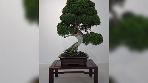 W Japoni skradziono drzewka bonsai