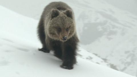 Niedźwiadek z Kasprowego jest już pod opieką TPN