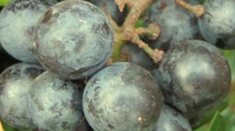 Pogoda pokrzyżowała winobranie w Zielonej Górze (TVN24)