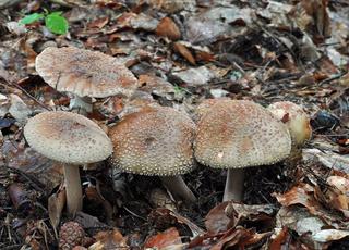 Muchomor czerwieniejący Amanita rubescens