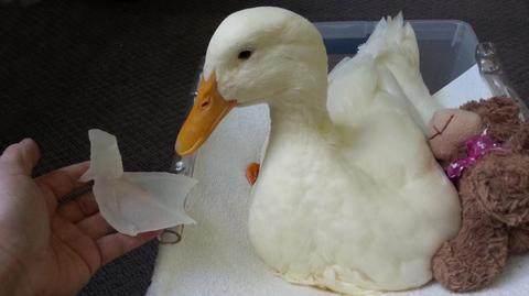 Rehabilitacja Buttercupa (Feathered Angels Waterfowl Sanctuary)