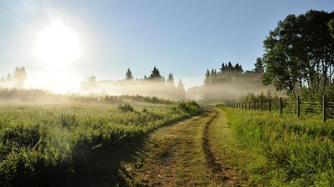 Prognozowana temperatura w kolejnych dniach (Ventusky.com)