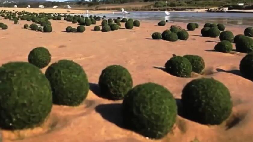 Tajemnicze obiekty zachwycają mieszkańców Australii. Zgadnijcie, czym są zielone kule?