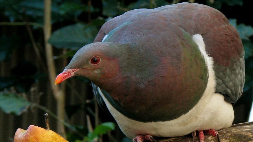 Garlica maoryska - ptak, który bywa pod wpływem alkoholu