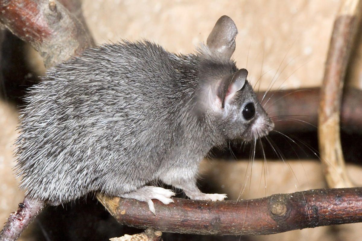 Afrykańskie myszy regenerują skórę jak gady - TVN Meteo