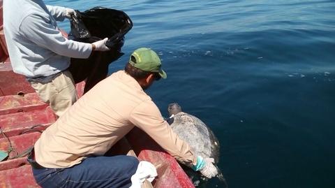 Martwe żółwie na oceanie w pobliżu Salwadoru