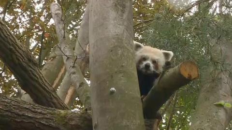 Panda czerwona - nowy mieszkaniec gdańskiego zoo